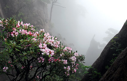 三清山杜鹃花