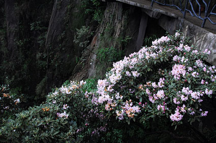 三清山杜鹃花