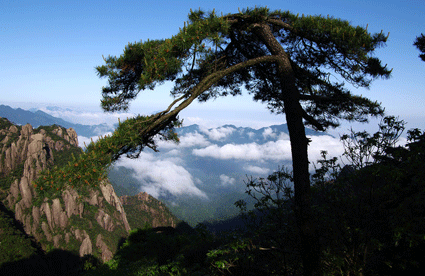 三清山古松