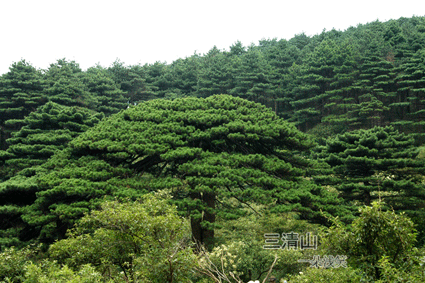 三清山松树