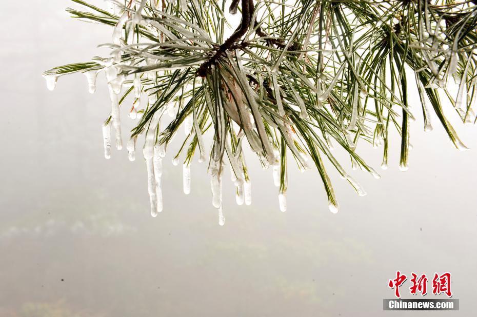 挂着冰柱的枝叶。柯炳钟 摄 图片来源：CTPphoto
