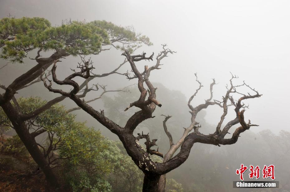 三清山造型奇特的松树。 柯炳钟 摄 图片来源：CTPphoto