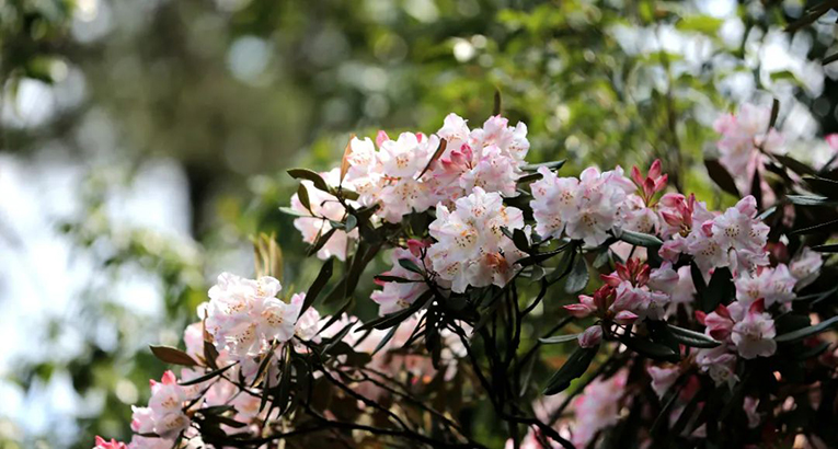 三清山杜鹃花全面盛开，端午节是赏花好机会